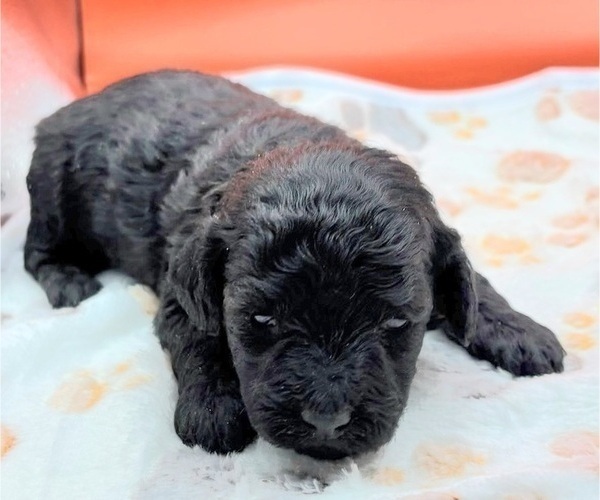 Medium Photo #10 Poodle (Miniature) Puppy For Sale in BLUE MOUND, TX, USA