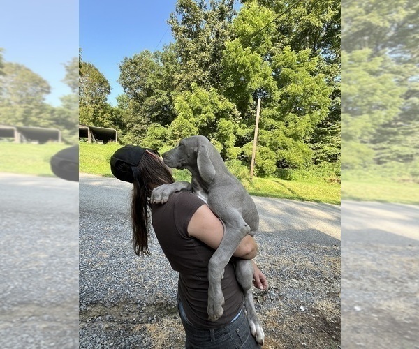 Medium Photo #24 Great Dane Puppy For Sale in SPRAGGS, PA, USA