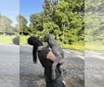 Small Photo #165 Great Dane Puppy For Sale in SPRAGGS, PA, USA