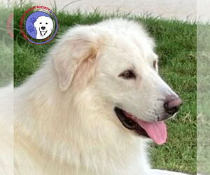 Great Pyrenees Dogs for adoption in Spring, TX, USA