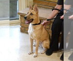 Small #2 Gerberian Shepsky