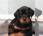 Small Photo #52 Rottweiler Puppy For Sale in OAK GLEN, CA, USA