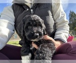 Small #46 Aussiedoodle