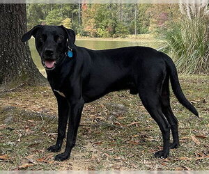 Quincey - Male Mutt Dog for Adoption - Photo #4