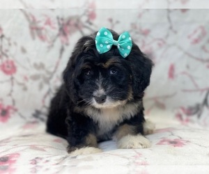 Miniature Bernedoodle Puppy for sale in LAKELAND, FL, USA