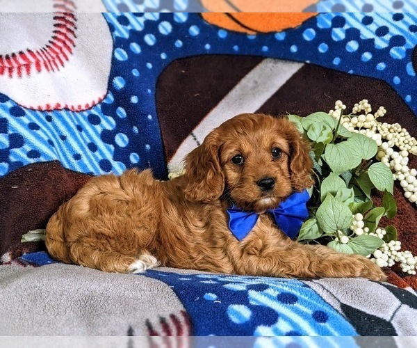 Medium Photo #4 Cavapoo Puppy For Sale in NOTTINGHAM, PA, USA