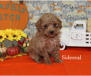 Poodle (Toy) Puppy for sale in CHANUTE, KS, USA