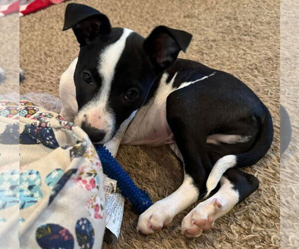 Medium Photo #11 Mutt Puppy For Sale in Germantown, OH, USA