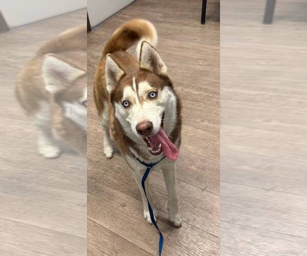 Medium Photo #6 Siberian Husky Puppy For Sale in Carrollton, TX, USA