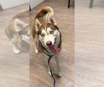Small #5 Siberian Husky