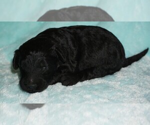 Labradoodle Puppy for sale in LA HABRA, CA, USA