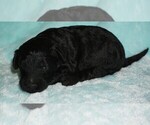 Small Labradoodle