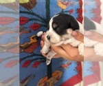 Small #11 Pembroke Welsh Corgi-Poodle (Miniature) Mix