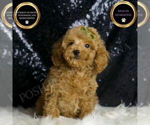 Poodle (Toy) Puppy for sale in WARSAW, IN, USA