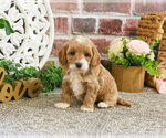 Image preview for Ad Listing. Nickname: Plum