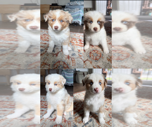 Medium Photo #1 Australian Shepherd Puppy For Sale in STRATHMORE, CA, USA
