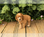Small #19 Cocker Spaniel