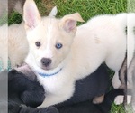 Puppy Blue Girl Gerberian Shepsky
