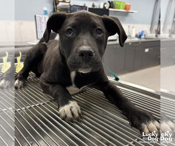 Medium Photo #2 Labrador Retriever-Retriever  Mix Puppy For Sale in Washington, DC, USA