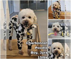 Poodle (Toy) Dog for Adoption in Seattle, Washington USA