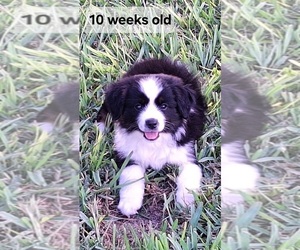 Miniature Australian Shepherd Puppy for sale in POPLARVILLE, MS, USA