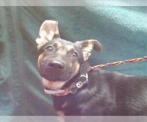 German Shepherd Dog Dogs for adoption in Sacramento, CA, USA