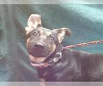 Small German Shepherd Dog