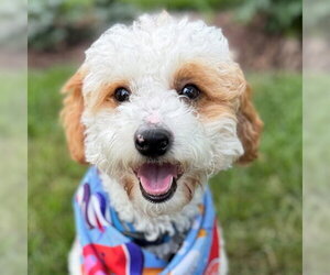 Poodle (Toy) Dogs for adoption in Arlington, VA, USA