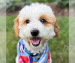Small Poodle (Toy)