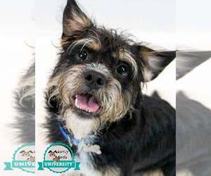 Mutt Dogs for adoption in Kennesaw, GA, USA