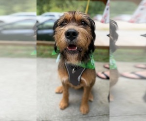 Mutt Dogs for adoption in Greenville, SC, USA