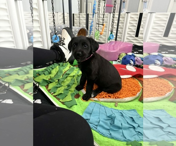 Medium Photo #2 Mutt Puppy For Sale in Holly Springs, NC, USA