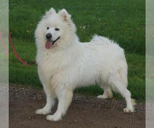 Mother of the Samoyed puppies born on 03/22/2023