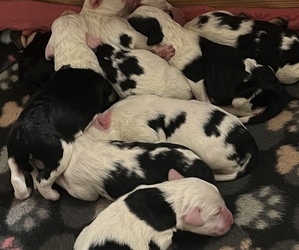 Sheepadoodle Puppy for sale in CORYDON, IN, USA
