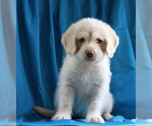 Miniature Labradoodle Puppy for sale in FREDERICKSBG, OH, USA