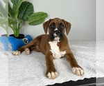 Small Photo #4 Boxer Puppy For Sale in FRANKLIN, IN, USA