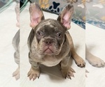 Puppy Mr T French Bulldog