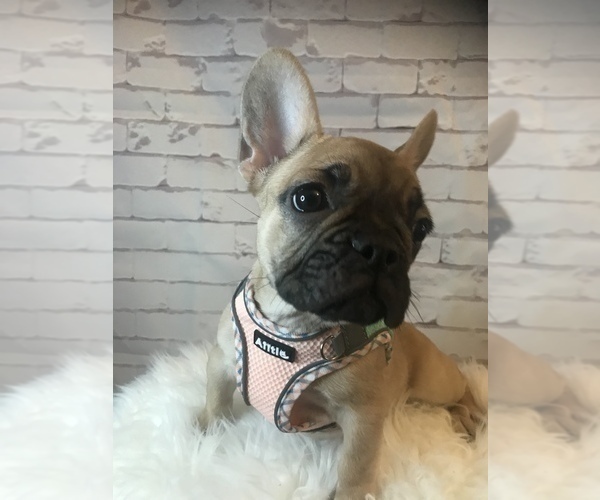 Medium Photo #1 French Bulldog Puppy For Sale in ARLINGTON, VA, USA