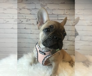 French Bulldog Puppy for Sale in ARLINGTON, Virginia USA
