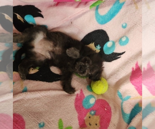 Medium Photo #2 Shorkie Tzu-Zuchon Mix Puppy For Sale in COWARD, SC, USA