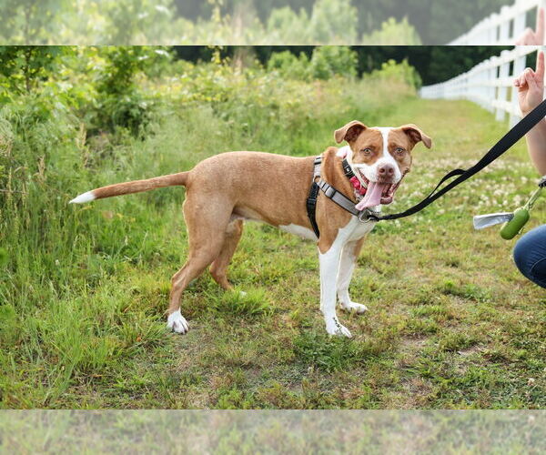 Medium Photo #13 American Staffordshire Terrier-Unknown Mix Puppy For Sale in Holly Springs, NC, USA