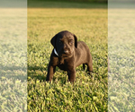 Small Photo #3 Great Dane Puppy For Sale in LEITCHFIELD, KY, USA