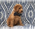 Small Photo #11 Goldendoodle-Poodle (Standard) Mix Puppy For Sale in LAKELAND, FL, USA