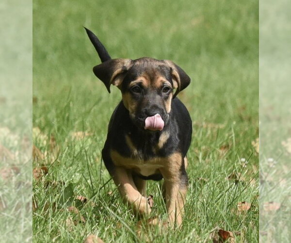 Medium Photo #6 Australian Shepherd-Unknown Mix Puppy For Sale in Mechanicsburg, PA, USA