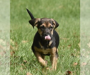 Travis - Male Australian Shepherd-Unknown Mix Dog for Adoption - Photo #6