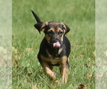 Small Photo #6 Australian Shepherd-Unknown Mix Puppy For Sale in Mechanicsburg, PA, USA