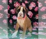 Small Photo #3 Boxer Puppy For Sale in STEVENS, PA, USA
