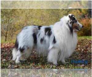 Father of the Shetland Sheepdog puppies born on 06/20/2023