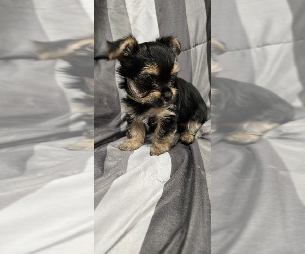 Medium Photo #3 Yorkshire Terrier Puppy For Sale in HUNTSVILLE, AL, USA