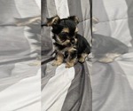 Small Photo #3 Yorkshire Terrier Puppy For Sale in HUNTSVILLE, AL, USA
